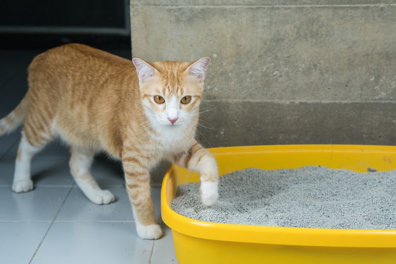 Red Flag: Litter Box Issues