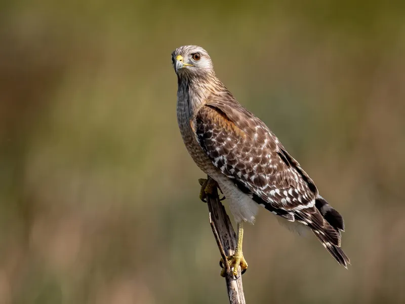 Red-Shouldered Hawks: Strategic Hunters