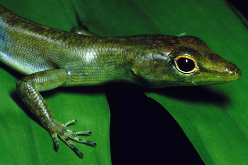 Green-Blooded Skink