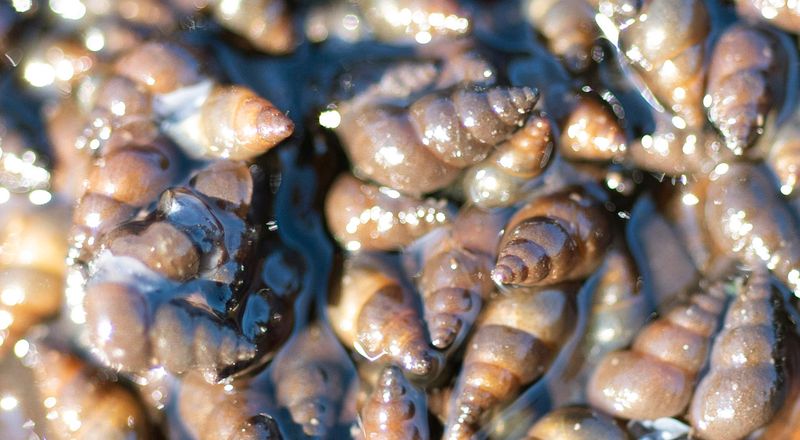 Tiny Terrors: New Zealand Mudsnails