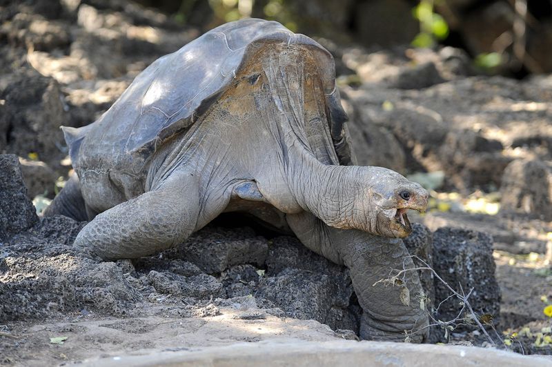Pinta Island Tortoise