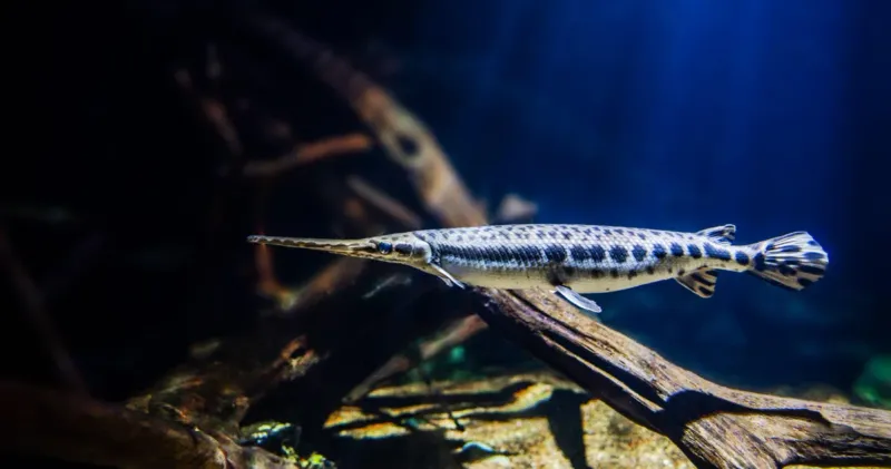 Longnose Gar: Armored Guardian Of Eastern Rivers