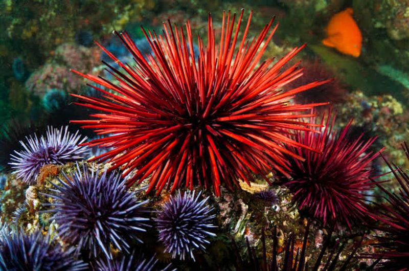 Red Sea Urchin: The Prickly Centenarians