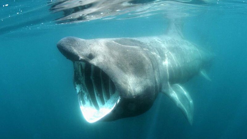 Basking Shark: The Harmless Giant