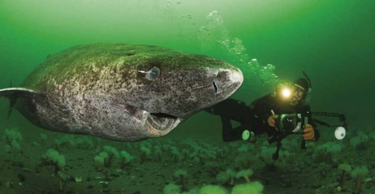 Greenland Sharks: Fascinating Facts About The Ocean’s Unassuming Scavengers