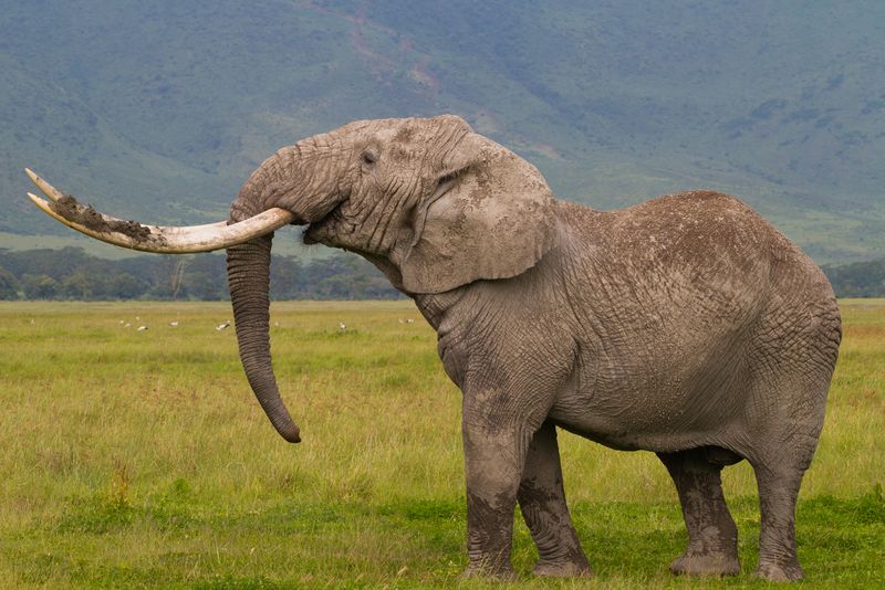 African Elephants