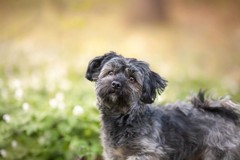 Welcoming Havanese