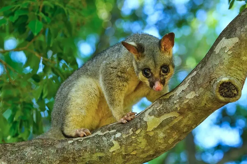 Brushtail Possum