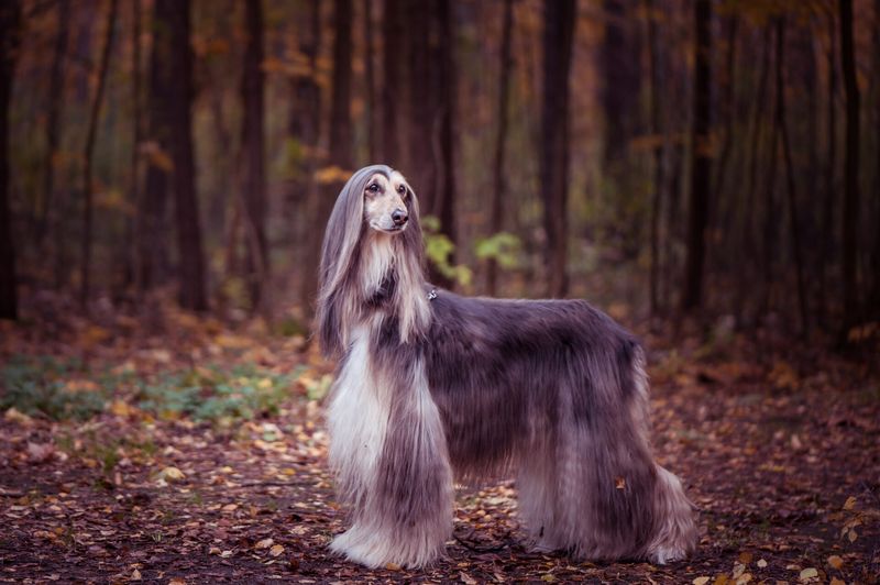 Afghan Hound