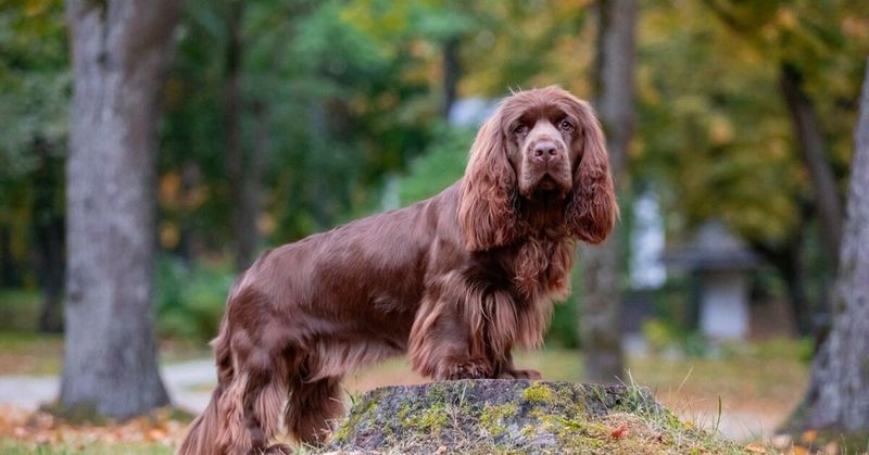 Sussex Spaniel
