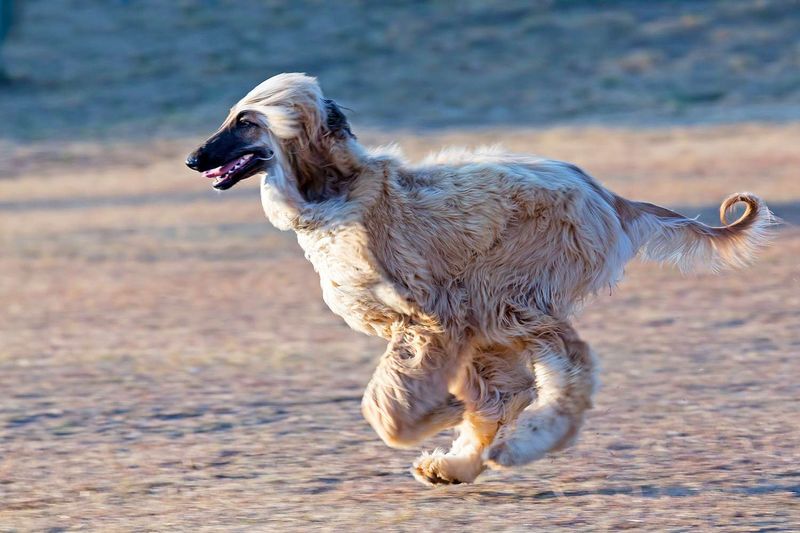 Afghan Hound