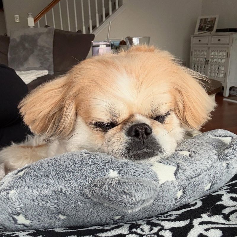 Pekingese: Imperial Dreamers