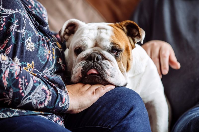 English Bulldog: Snoring Snuggle Champions