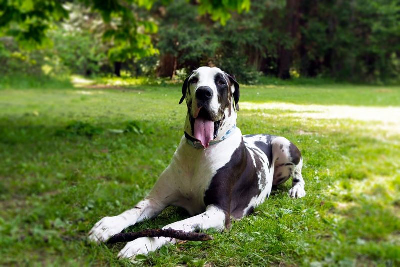 Great Dane - Towering Tranquility