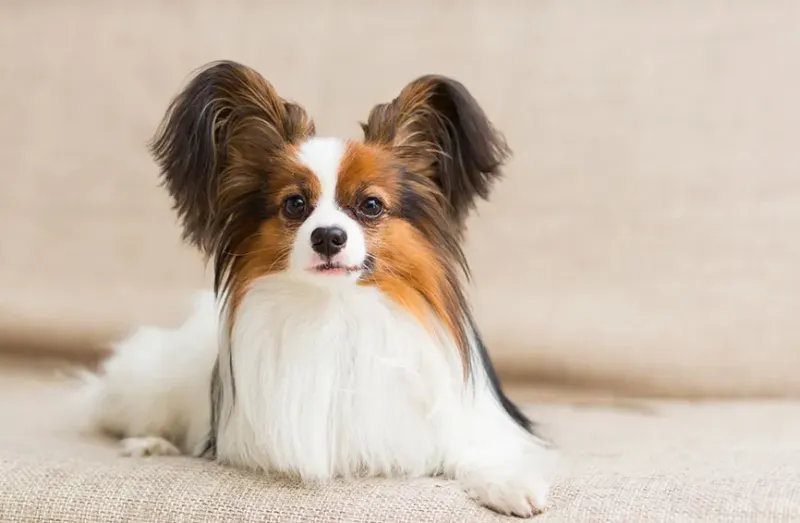 Papillon: The Butterfly-Eared Genius