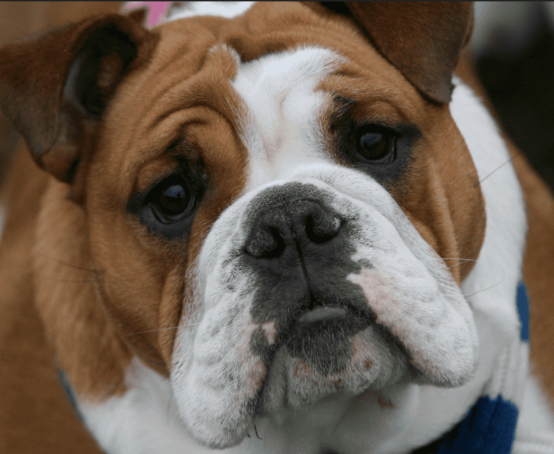 English Bulldog: The Wrinkled Worry Absorber