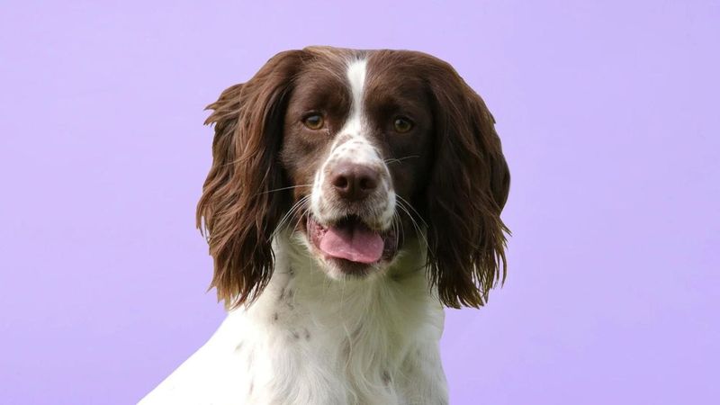English Springer Spaniel: The Bird Flusher