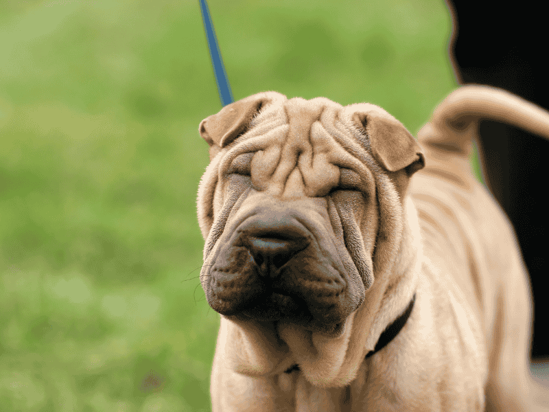 Shar Pei