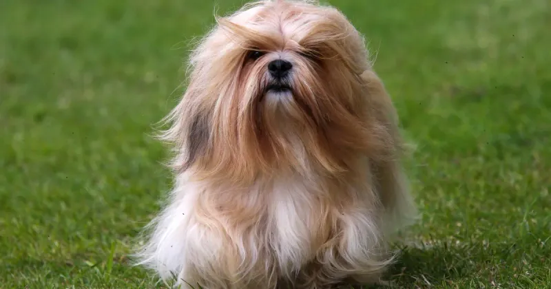 Lhasa Apso