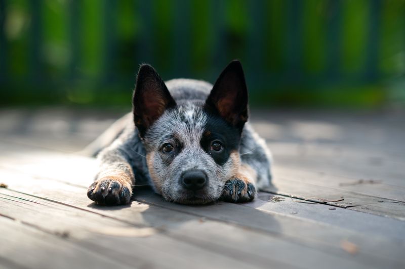 Australian Cattle Dogs: Herding Machines