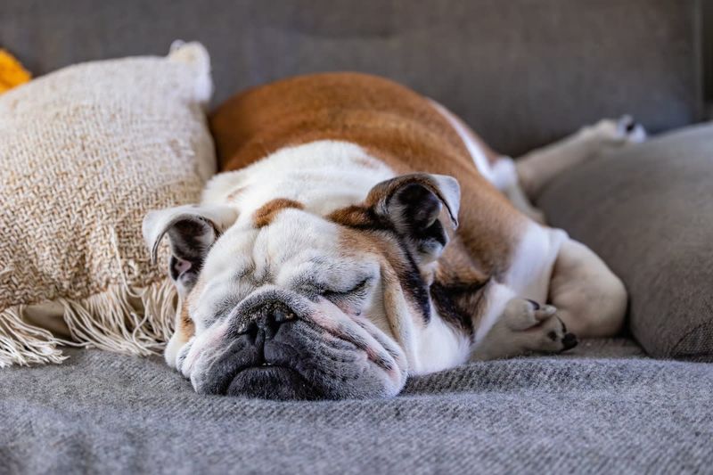 Bulldog Brilliance