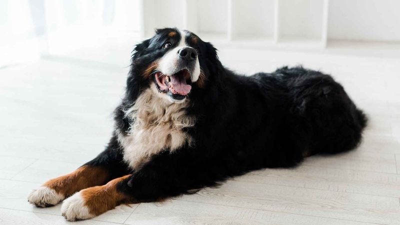 Bernese Mountain Dogs: Stoic Workers