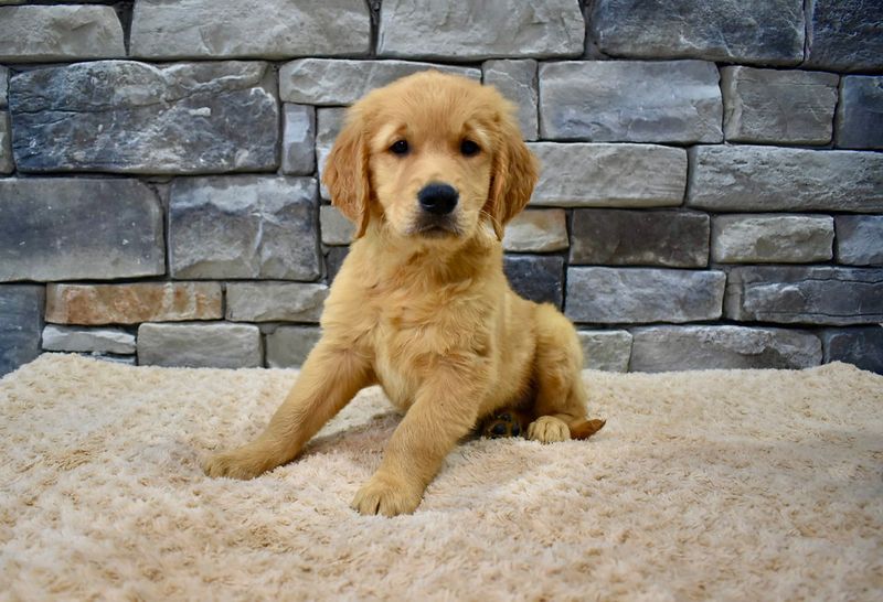 Golden Retrievers