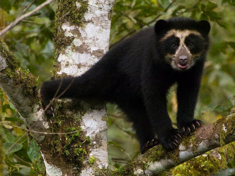 Andean Bear's Facial Patterns