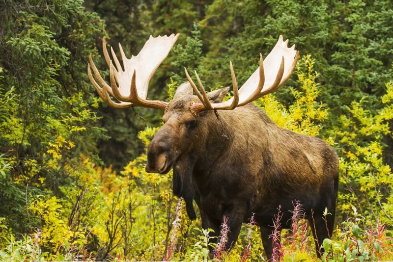 Moose
