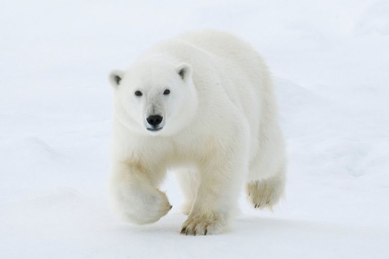 Polar Bear