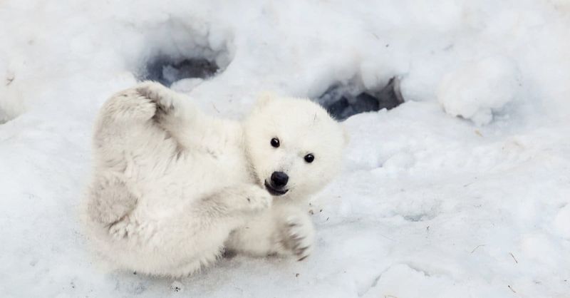 Polar Bear Cubs