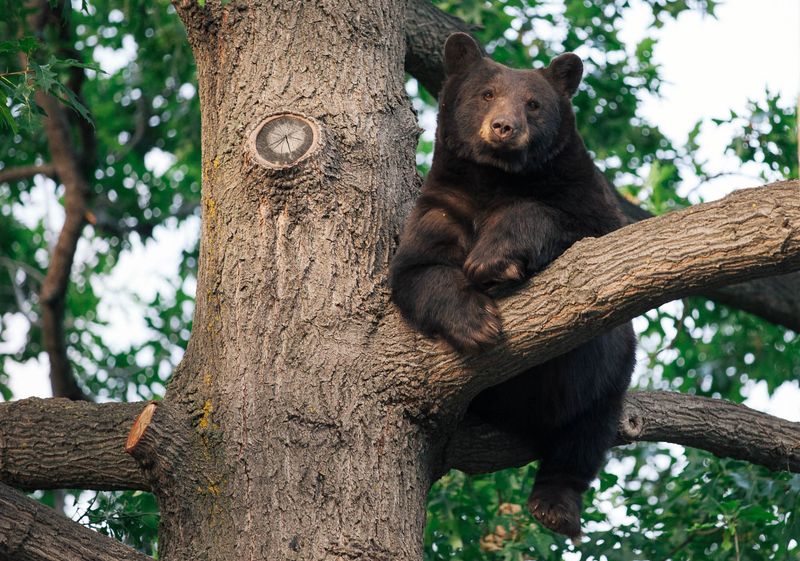 American Black Bear: Underestimated Climber
