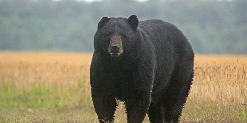 Black Bear (Ursus americanus)