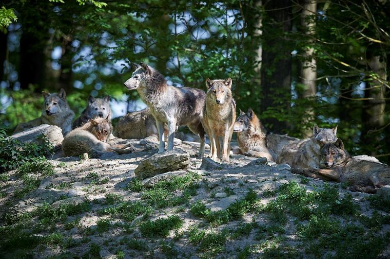 Wolves