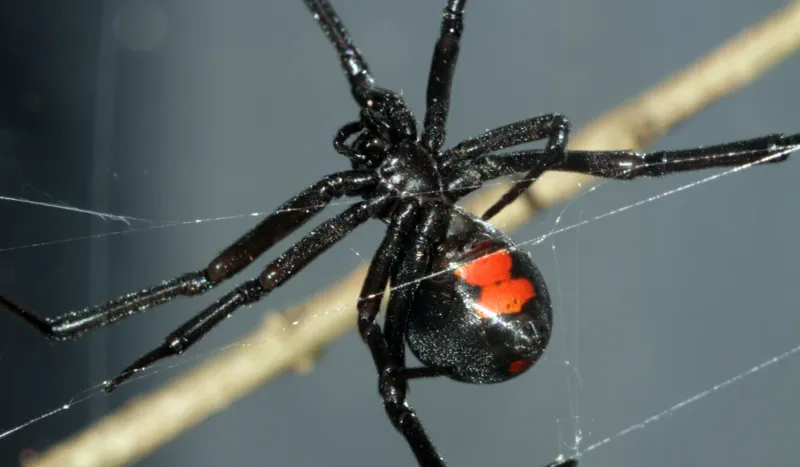 Black Widow Spider