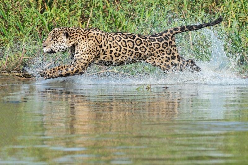 Jaguars