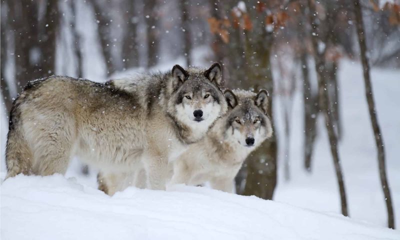 Wolf Packs At Dawn And Dusk