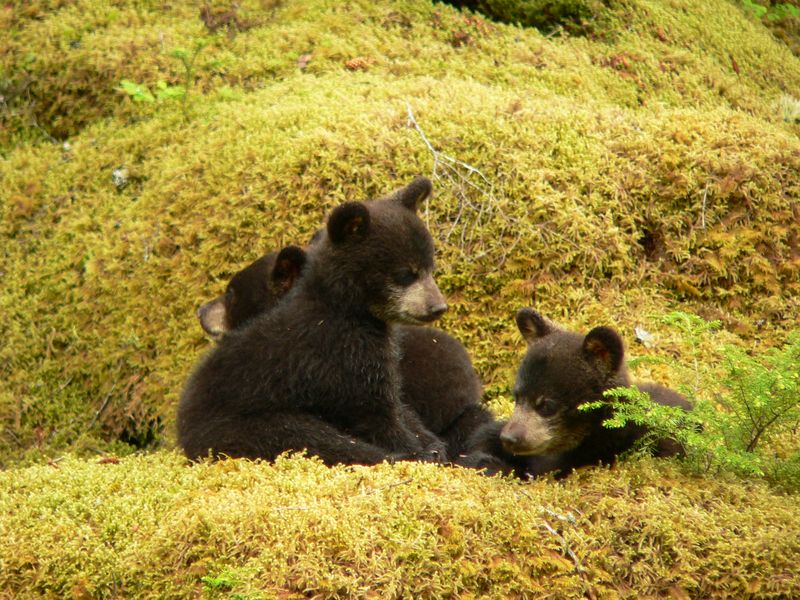 The Role Of Bears In The Great Smoky Mountains Ecosystem