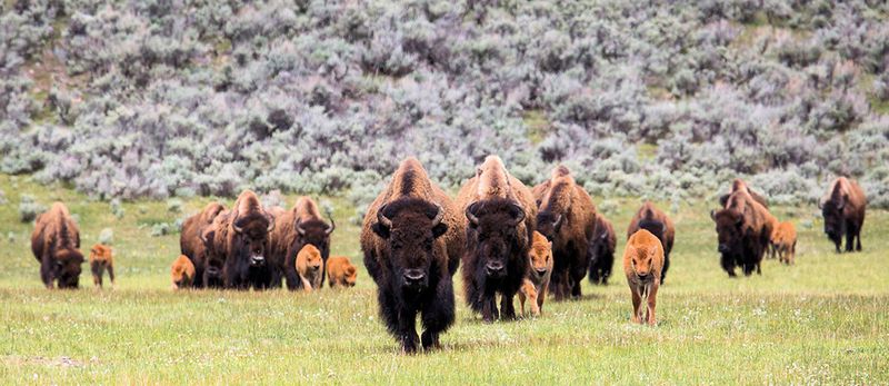 Bison Herds Roaming The Plains