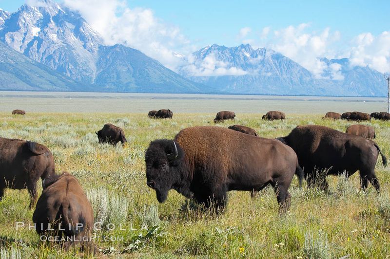 American Bison At Grand Teton