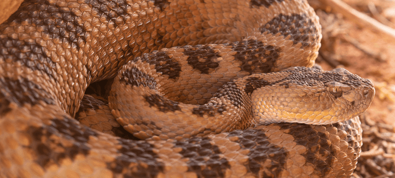 Rattlesnakes