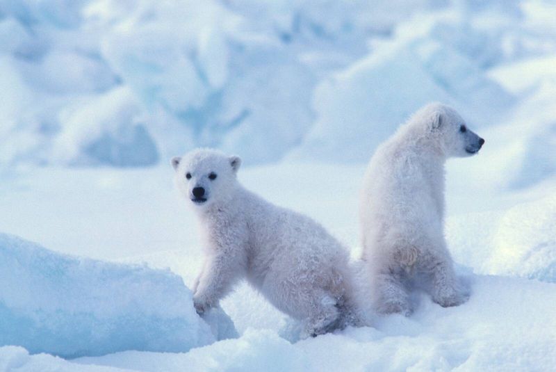 Polar Bear