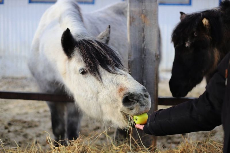 Varied Treats Expand Food Experiences