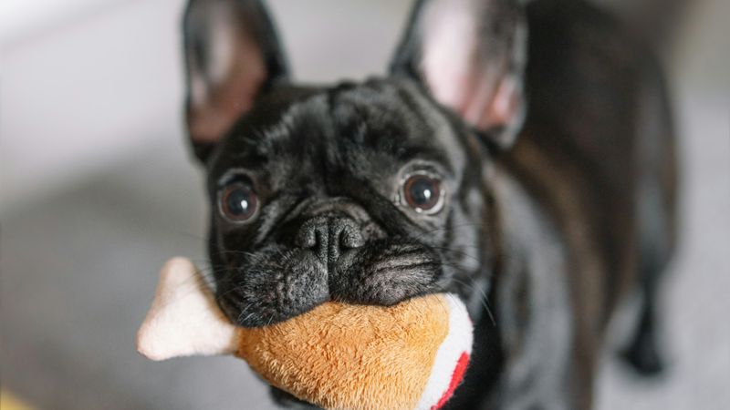 Safe Chew Toys