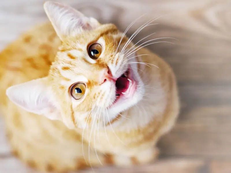 Chatty Morning Greetings