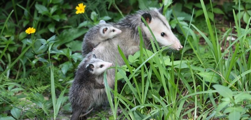 Opossums: Tick-Devouring Marsupials