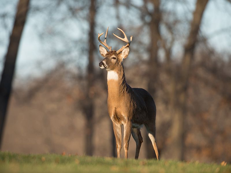Deer: Stomping Hoofed Defenders