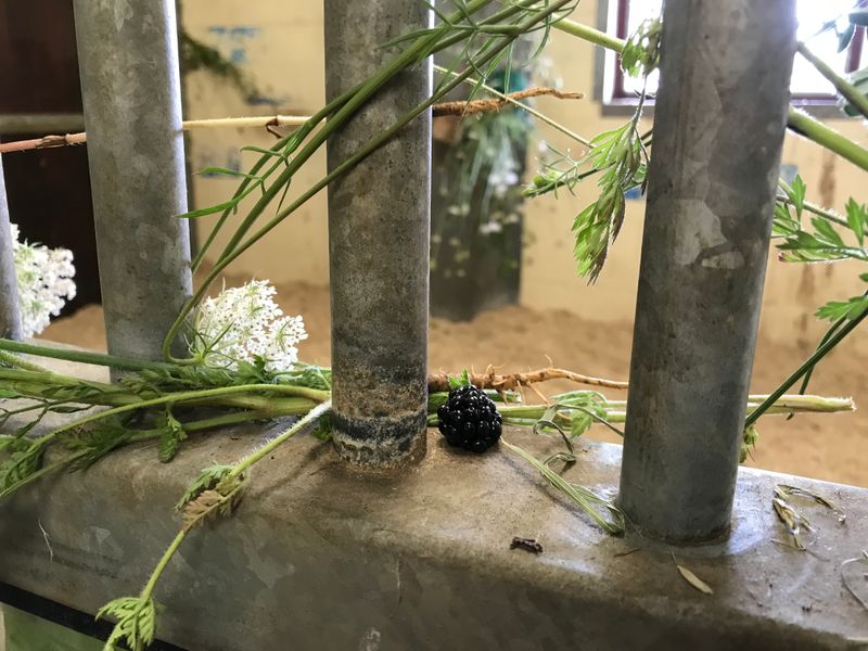 New Scents Create Sensory Adventures