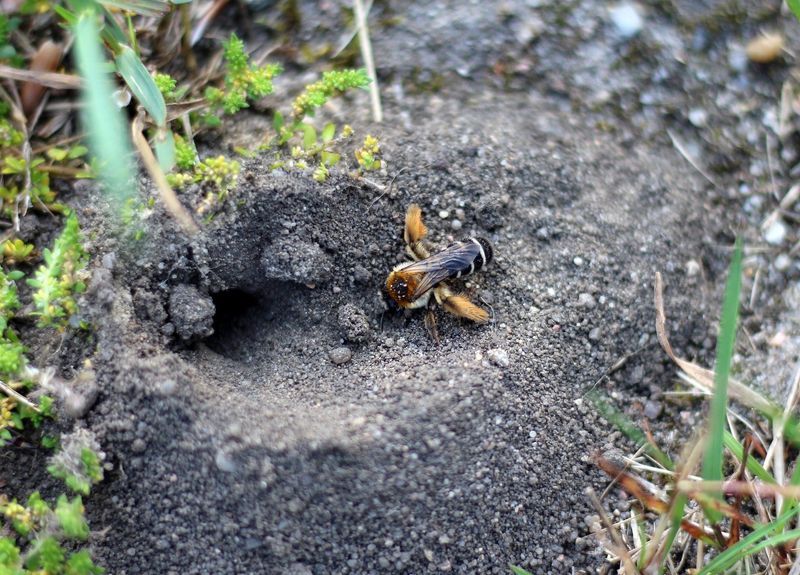 Create Bare Soil Patches