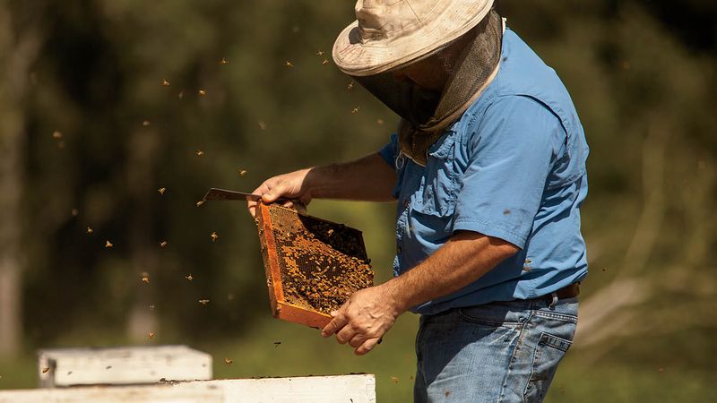 Support Local Beekeepers
